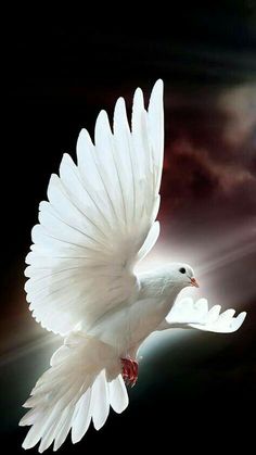 a white dove flying in the air with its wings spread out and words namaste above it