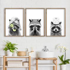 three pictures of raccoons wearing towels and cucumbers on their heads are hanging in a bathroom