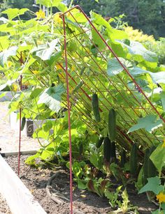 a garden with many plants growing in it