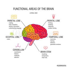 the functional areas of the human brain, including cerebellum, cerebellum and central nervous system