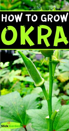 a green plant with the words how to grow okra on it in front of some leaves