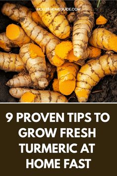 fresh turmeric at home fast with text overlay that reads 9 proven tips to grow fresh turmeric at home fast