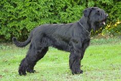 a large black dog standing on top of a lush green field