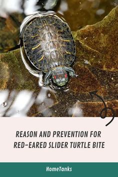 a red - eared slider turtle swimming in water with the text reason and prevention for red - eared slider turtle bite