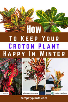 the words how to keep your croton plant happy in winter are overlaid with images of plants