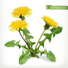 two yellow dandelions with green leaves on a white background