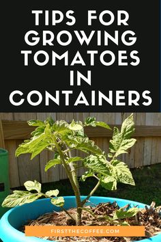 a potted plant with the words tips for growing tomatoes in containers on top and bottom