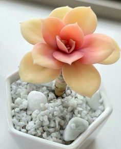 a small potted plant sitting on top of a white table next to rocks and gravel