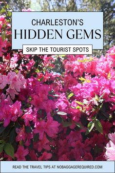 pink flowers with text reading charleston's hidden gems skip the tourist spots