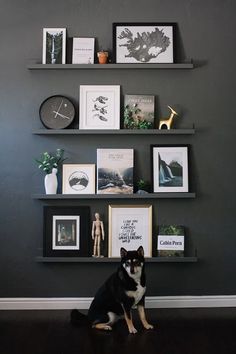 a black and white dog sitting on the floor in front of some shelves with pictures