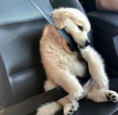 a puppy sitting in the back seat of a car with its paws on the steering wheel