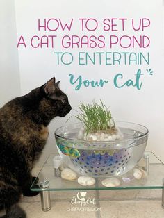 a cat sitting next to a bowl with grass in it and the words how to set up a cat grass pond to entertain your cat