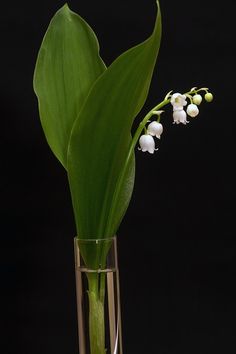 a glass vase filled with white flowers on top of a table