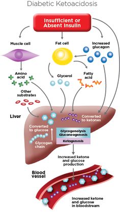 the diagram shows different types of blood and their functions