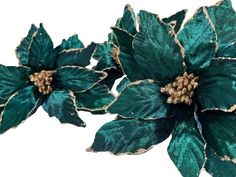 two green and gold poinsettia flowers on a white background