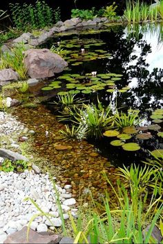 the pond is full of water lilies and rocks, along with some green plants