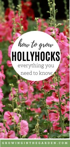 pink flowers with the words how to grow hollywoods everything you need to know