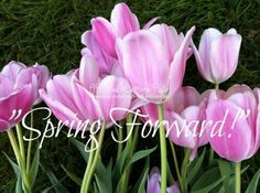 pink tulips with the words spring forward