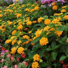 many different colored flowers in a garden