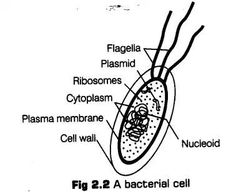 an animal cell labeled in the diagram below