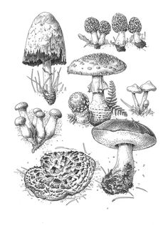 an ink drawing of different types of mushrooms