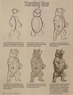 an old book with bears standing in different poses and body shapes, from the early 20th century to the present day