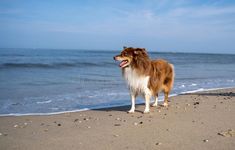 Adorable brown dog standing on a beach, looking out towards the vast expanse of the ocean royalty free stock photography Dog Standing, Brown Dog, Stock Photography Free, Beach Look, The Ocean, Stock Photography, Royalty, Royalty Free