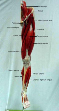 an image of the muscles on display in a museum case, with text below it