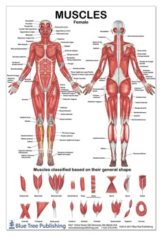 the muscles chart on a white board