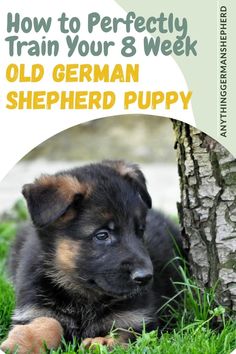 a puppy laying in the grass next to a tree with text overlay that reads how to perfectly train your 8 week old german shepherd puppy