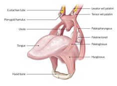 the anatomy of the human stomach and its major organs, including the gastroid system