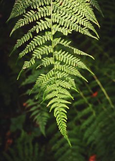 a green plant with lots of leaves on it