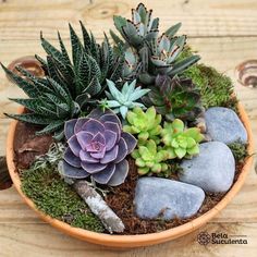 a potted plant with rocks and succulents