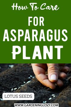 someone is planting seeds in the ground with text overlay that reads how to care for asparagus plant