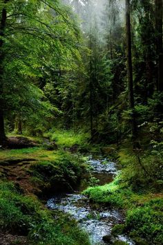 a stream running through a lush green forest