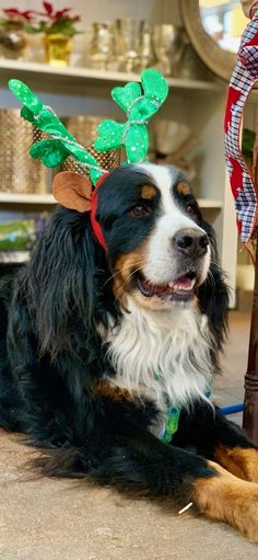 a dog laying on the ground wearing reindeer antlers and decorations around his head, next to a christmas tree