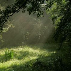 the sun shines through the trees and grass in an open area with tall grasses