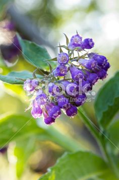 purple flowers with green leaves in the background