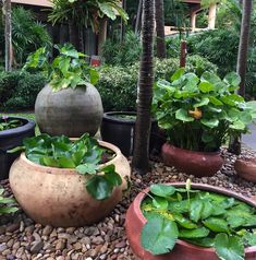 there are many potted plants on the ground in this garden area with rocks and gravel