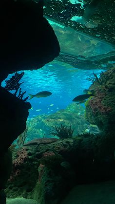 an aquarium filled with lots of different types of fish and algae growing on the rocks