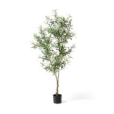 an olive tree in a black pot on a white background