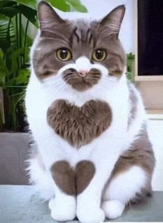 a cat sitting on top of a table next to a potted plant with a heart drawn on it