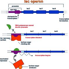 a diagram showing the stages of lacoperon and lacctine - associated structures