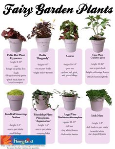 an iphone screen showing the different types of plants in potted plant sizes and colors