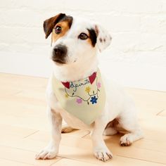 a dog sitting on the floor wearing a bandana and looking up at the camera