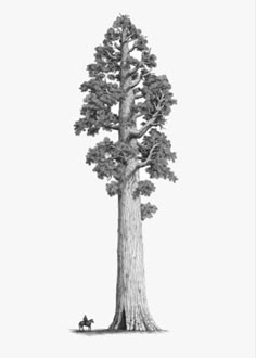 a black and white drawing of a large tree