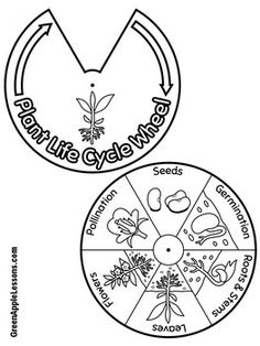 two circles with plants and flowers on them, labeled plant life cycle worksheet