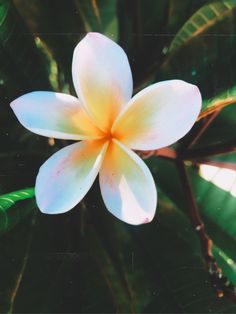 a white flower with yellow center surrounded by green leaves