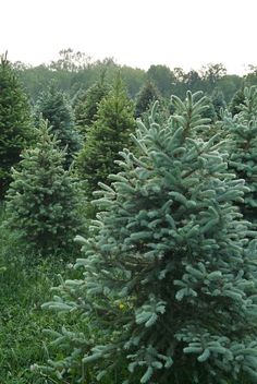 a row of evergreen trees in a field