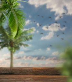 a palm tree with birds flying in the background